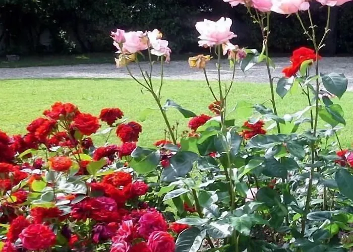 住宿加早餐酒店 罗吉斯鲁勒尔住宿加早餐旅馆 3*